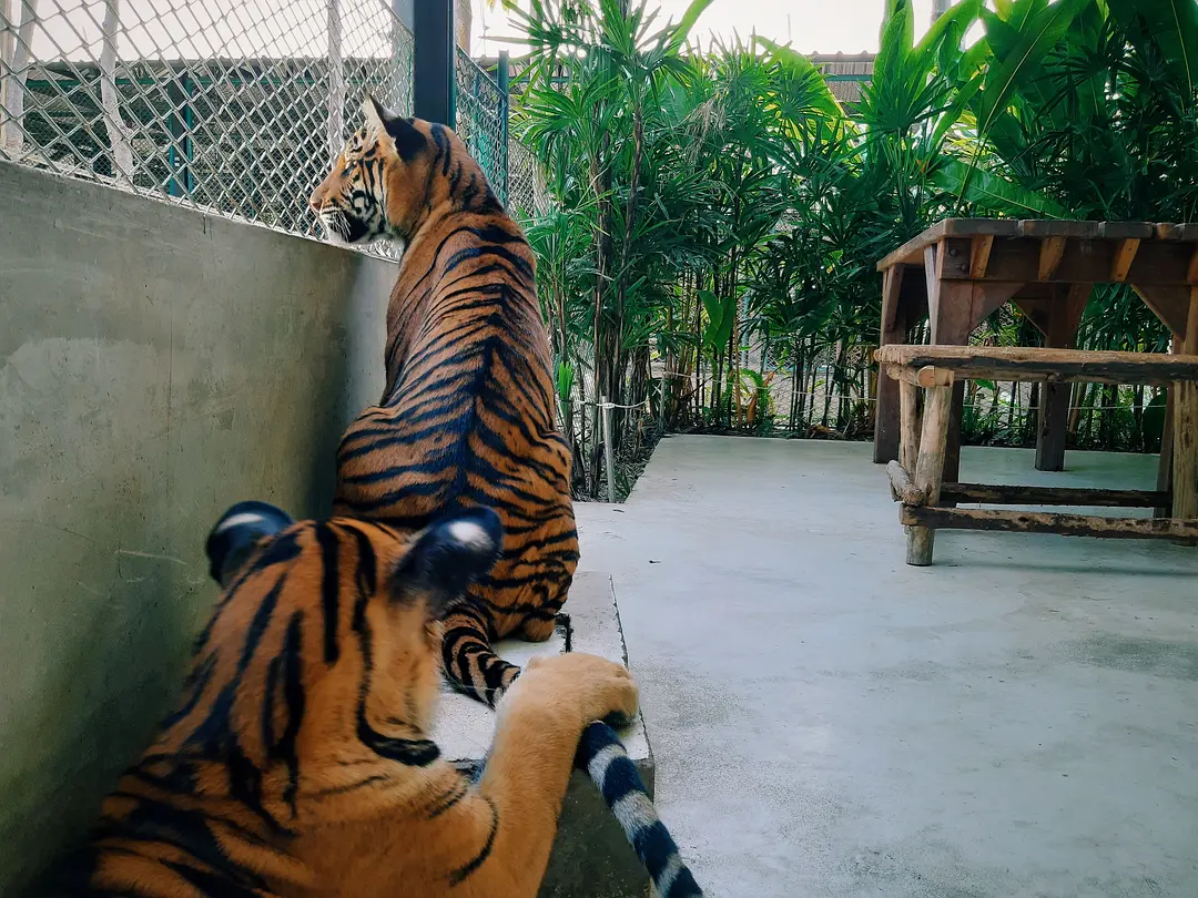 Pattaya-Pattaya, Thailand | Another face of the sexy city that never sleeps