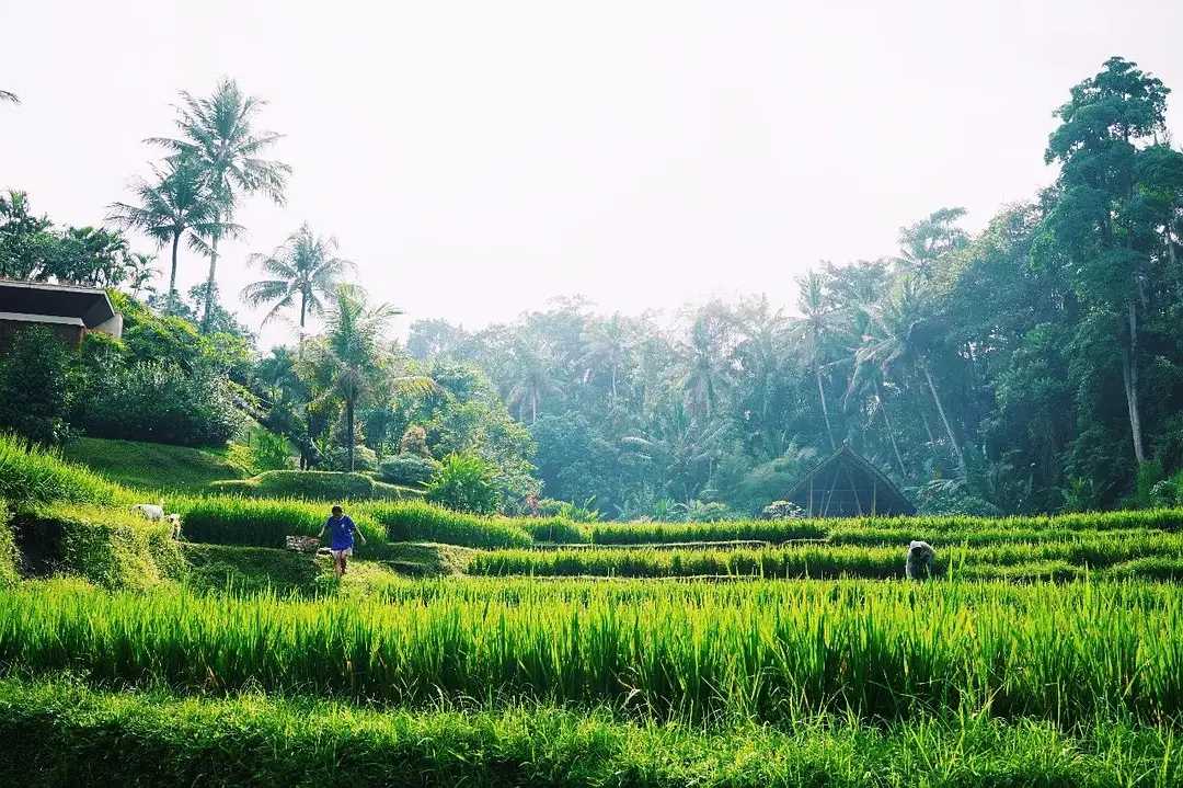 Bali-In Bali, I plant rice, surf, go to the SPA, and sleep until I wake up naturally every day.