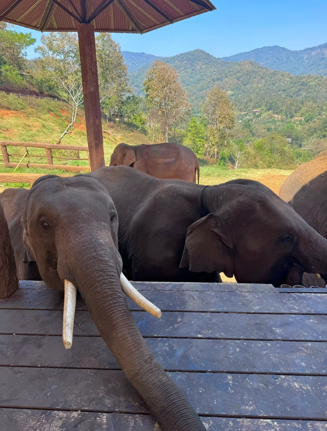 Chiang Mai-Elefin Farm & Cafe，Coconut Market，Fern Forest Cafe，Fahtara coffee，Taupe door