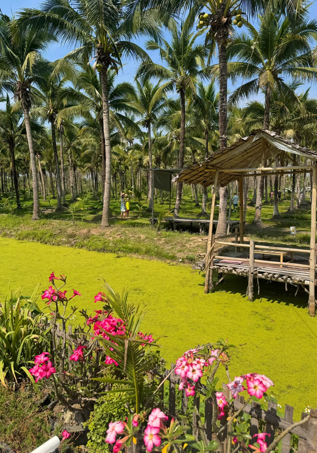 Chiang Mai-Elefin Farm & Cafe，Coconut Market，Fern Forest Cafe，Fahtara coffee，Taupe door