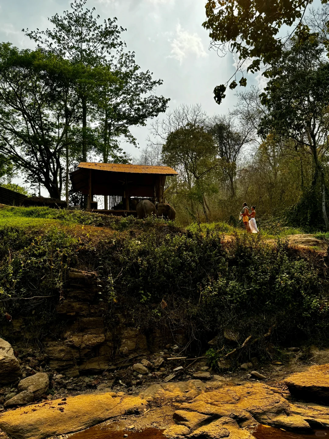 Chiang Mai-How to enjoy the Elephant Camp and Bamboo Rafting in Chiang Mai? This is enough
