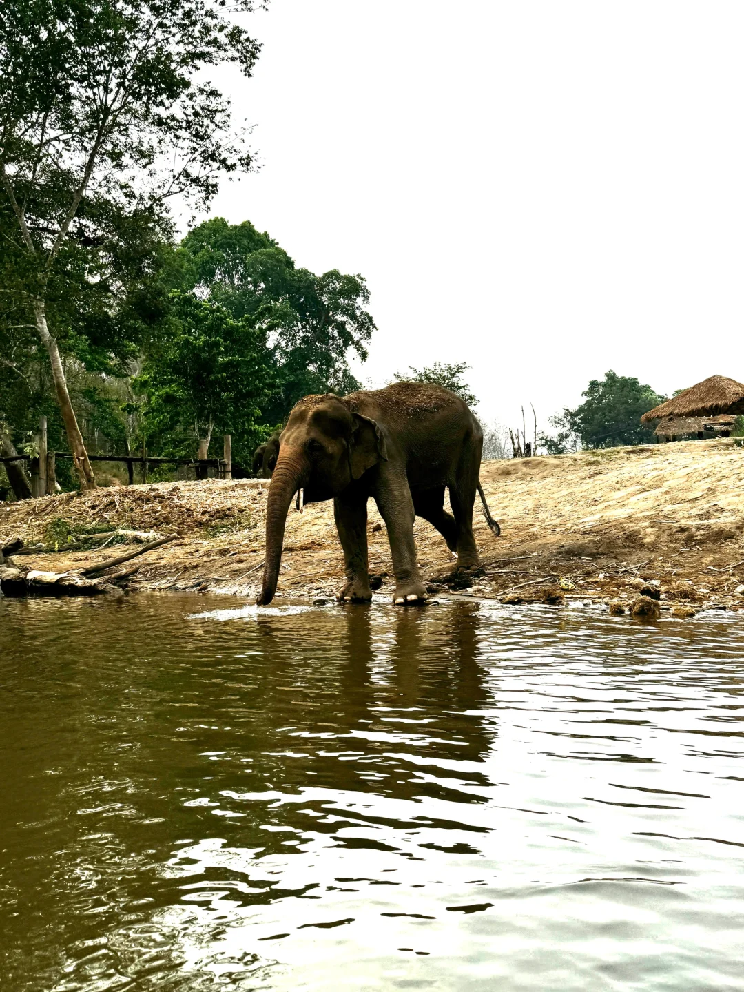 Chiang Mai-How to enjoy the Elephant Camp and Bamboo Rafting in Chiang Mai? This is enough