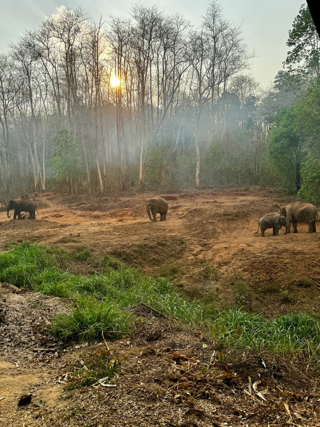 Chiang Mai-How to enjoy the Elephant Camp and Bamboo Rafting in Chiang Mai? This is enough