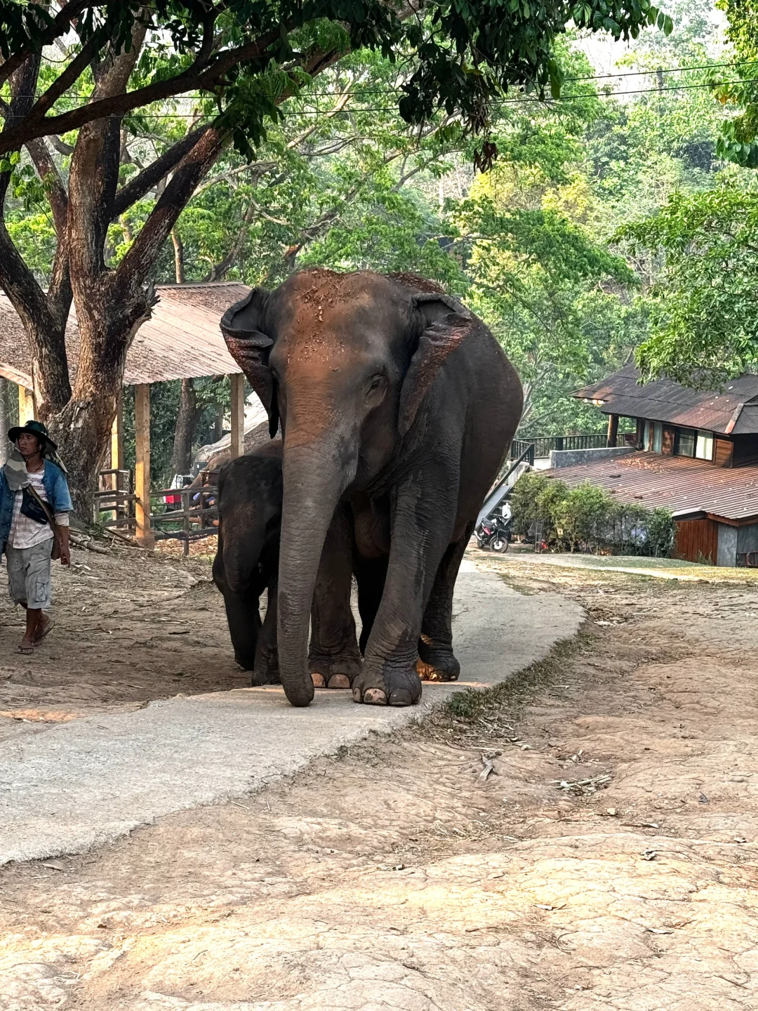 Chiang Mai-How to enjoy the Elephant Camp and Bamboo Rafting in Chiang Mai? This is enough