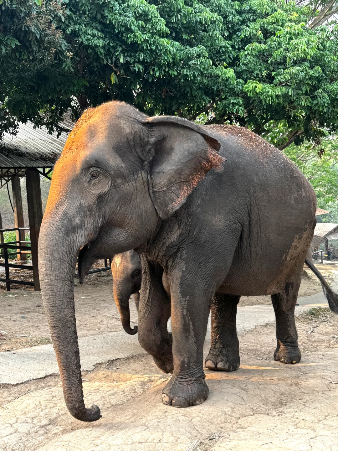 Chiang Mai-How to enjoy the Elephant Camp and Bamboo Rafting in Chiang Mai? This is enough