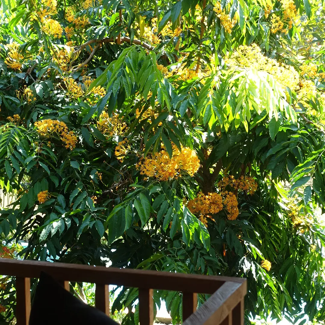 Chiang Mai-Raya Heritage Chiang Mai's top luxury hotel renovation trip, close to nature