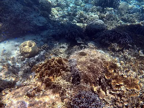 Cebu-Chase the seascape of Cebu, Philippines, kawasan fall, Ravenala white beach, sardine schools, turtle bay, glass sea