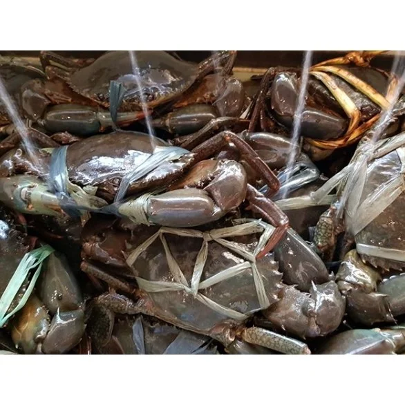 Cebu-A must-go crab shop for delicious food in Cebu, the red crab and chilli crab are very big
