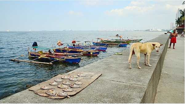 Manila/Luzon-Philippines Luzon Island City Track Travel Guide Follow the footsteps of volcanoes