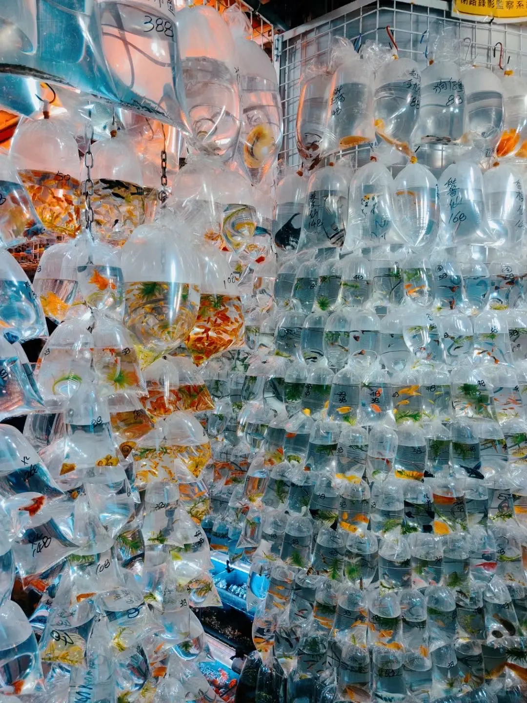 Hong kong-Hong Kong's free attractions don't necessarily have to cost money to have a good time