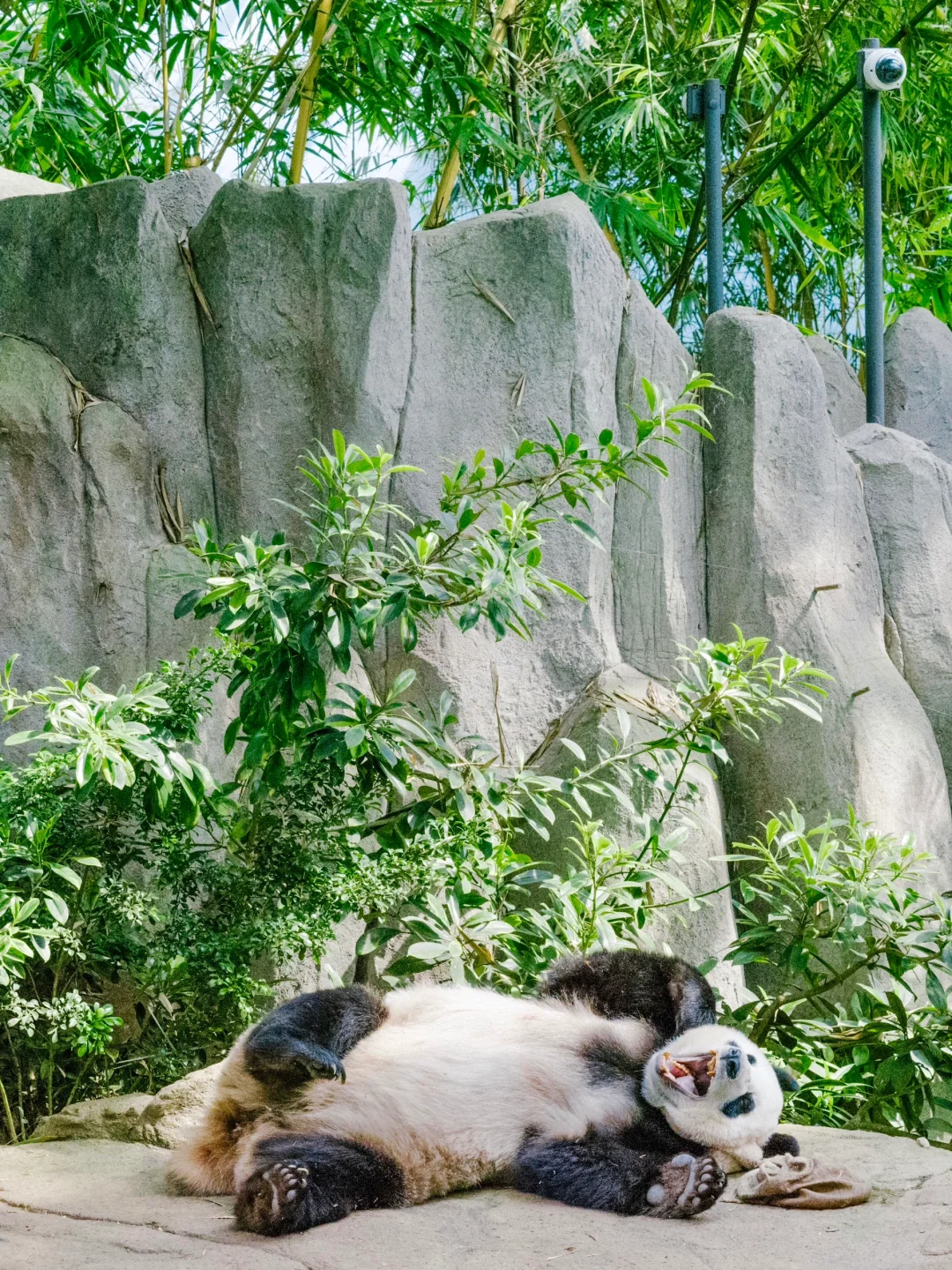 Singapore-A zoo that truly respects animals, see giant pandas in Singapore