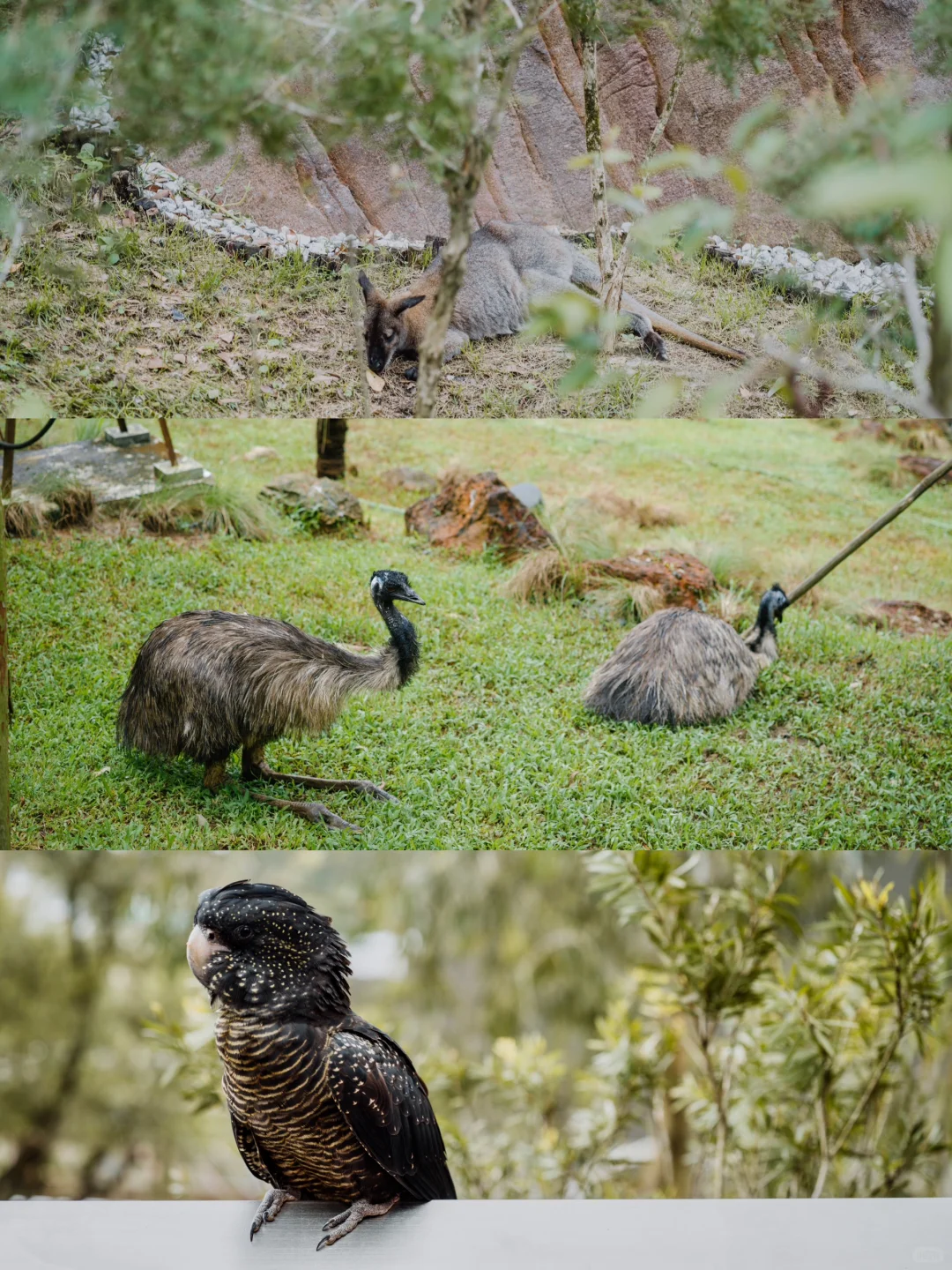 Singapore-A zoo that truly respects animals, see giant pandas in Singapore