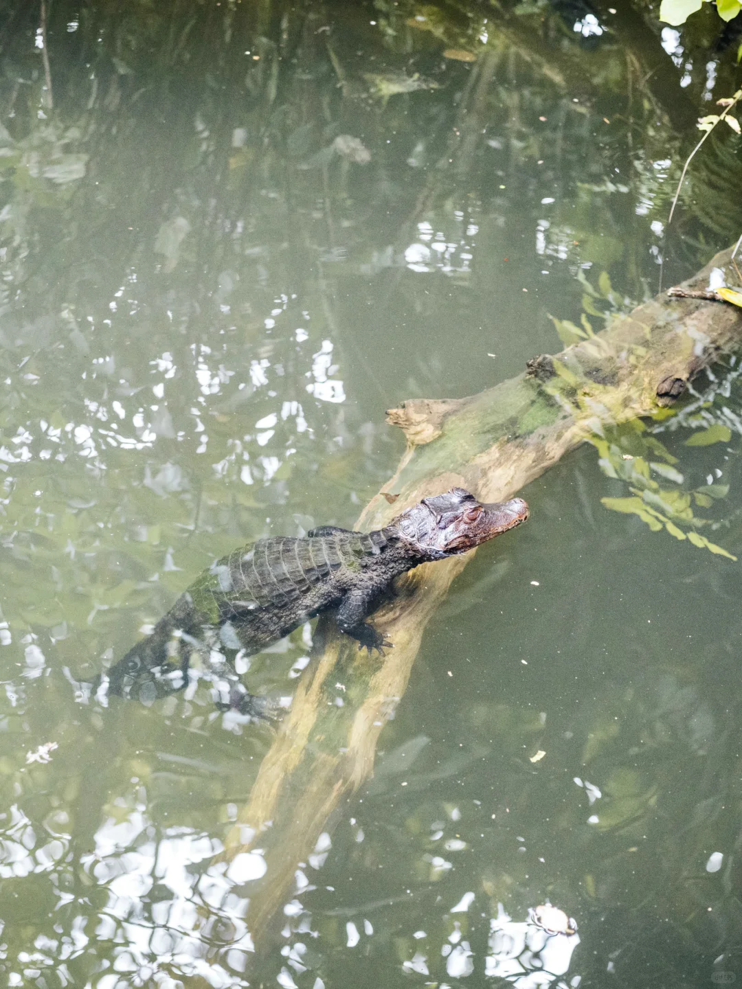 Singapore-A zoo that truly respects animals, see giant pandas in Singapore