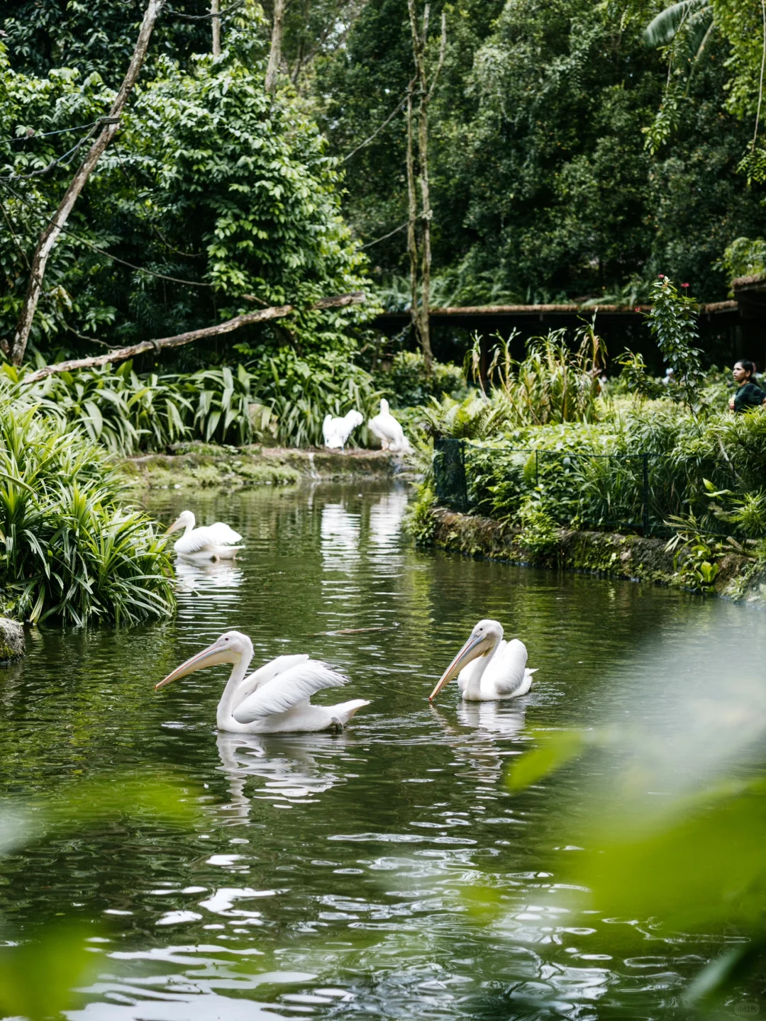 Singapore-A zoo that truly respects animals, see giant pandas in Singapore