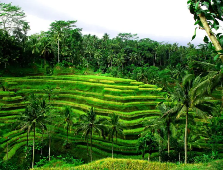 Bali-Lover's Cliff, Weaving Bird's Nest, Sky Gate, Jimbaran Beach, Devil's Tears Couple Daka Attractions