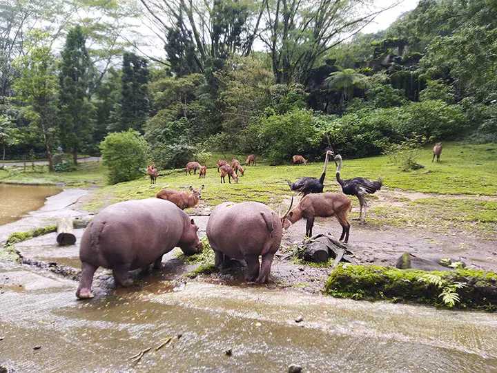 Jakarta-Bogor Safari and Heha Cafe Waterfall Day Tour from Jakarta