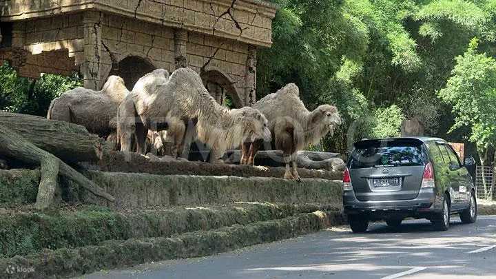 Jakarta-Bogor Safari and Heha Cafe Waterfall Day Tour from Jakarta