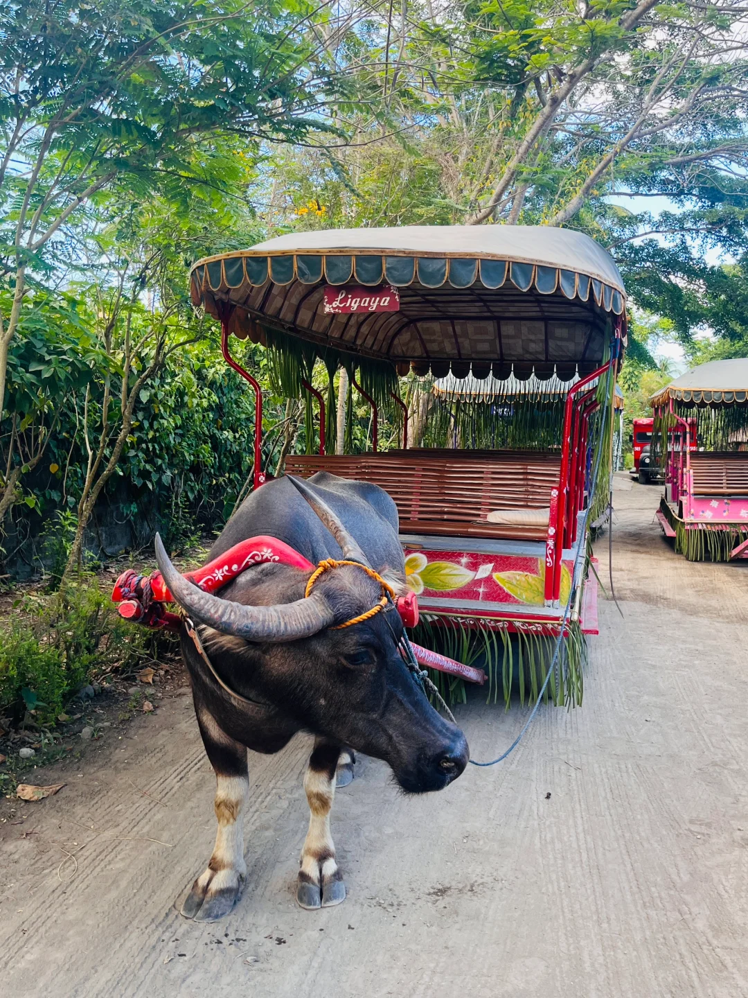 Manila/Luzon-Tour around Manila, Villa Escudero Waterfalls Restaurant, ride a buffalo cart and watch a show