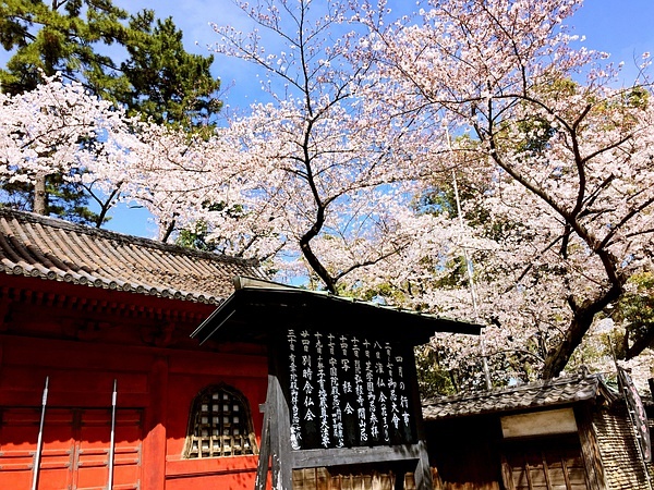 Tokyo-Traveling alone in Japan series, going to Tokyo in March during the cherry blossom season (guide + recommendations)