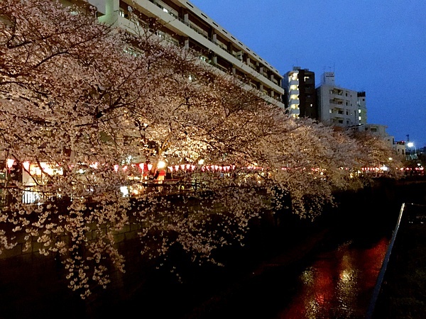 Tokyo-Traveling alone in Japan series, going to Tokyo in March during the cherry blossom season (guide + recommendations)