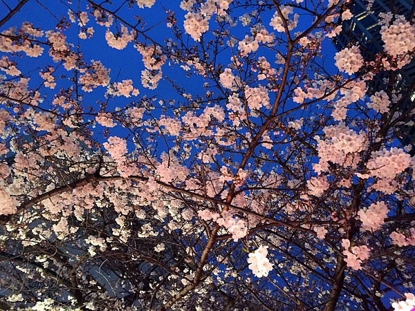Tokyo-Traveling alone in Japan series, going to Tokyo in March during the cherry blossom season (guide + recommendations)