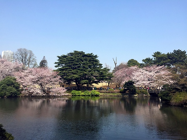 Tokyo-Traveling alone in Japan series, going to Tokyo in March during the cherry blossom season (guide + recommendations)