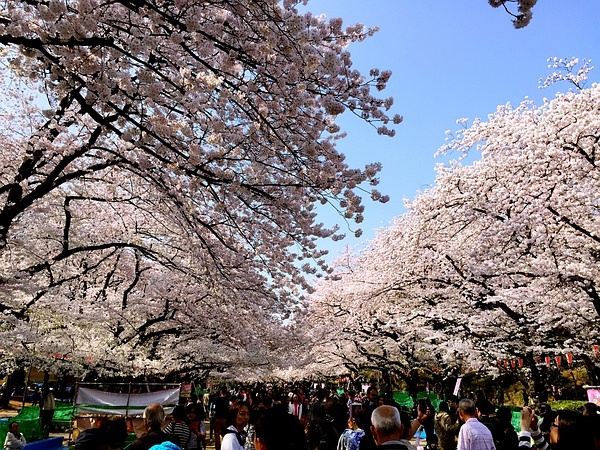 Tokyo-Traveling alone in Japan series, going to Tokyo in March during the cherry blossom season (guide + recommendations)