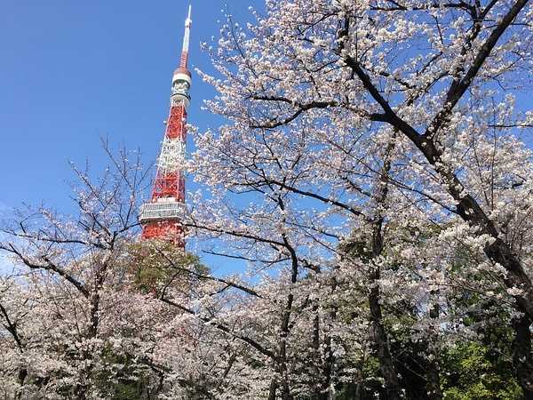 Tokyo-Traveling alone in Japan series, going to Tokyo in March during the cherry blossom season (guide + recommendations)