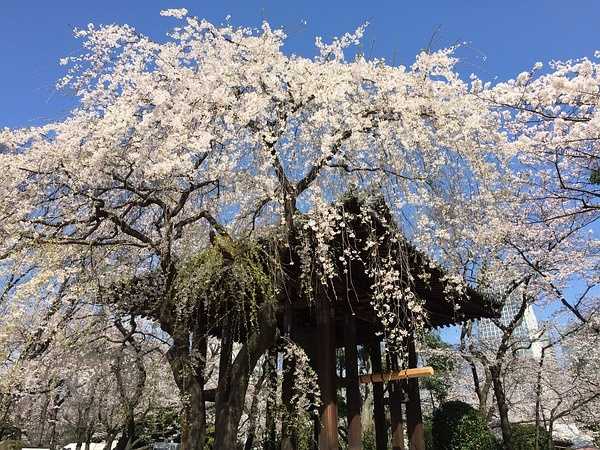 Tokyo-Traveling alone in Japan series, going to Tokyo in March during the cherry blossom season (guide + recommendations)