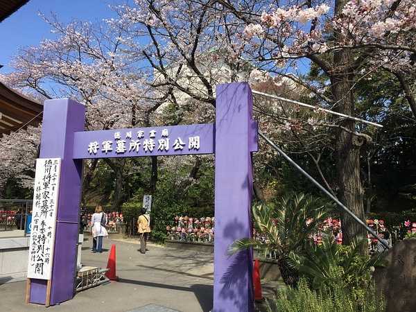 Tokyo-Traveling alone in Japan series, going to Tokyo in March during the cherry blossom season (guide + recommendations)