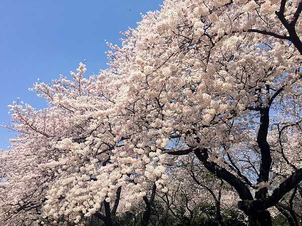 Tokyo-Traveling alone in Japan series, going to Tokyo in March during the cherry blossom season (guide + recommendations)