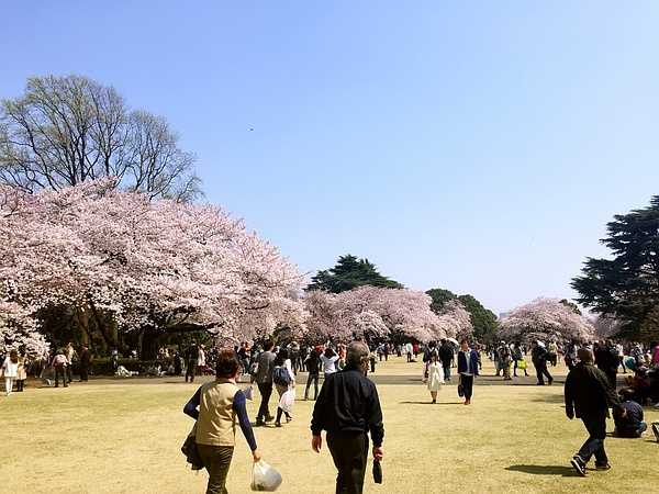 Tokyo-Traveling alone in Japan series, going to Tokyo in March during the cherry blossom season (guide + recommendations)