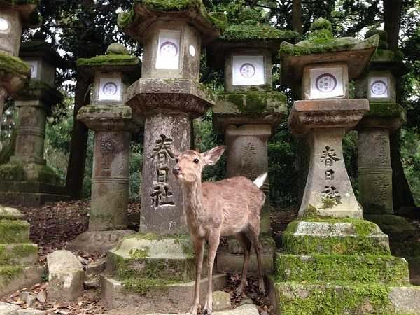 Tokyo-9-day trip to Kyoto, Hakone and Tokyo, Japan, detailed itinerary guide