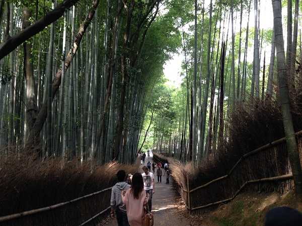 Tokyo-9-day trip to Kyoto, Hakone and Tokyo, Japan, detailed itinerary guide