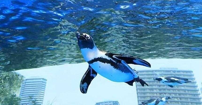 Tokyo-2024 Tokyo Attractions Recommended Tokyo Free Travel, Super Popular Tourist Attractions and Maps