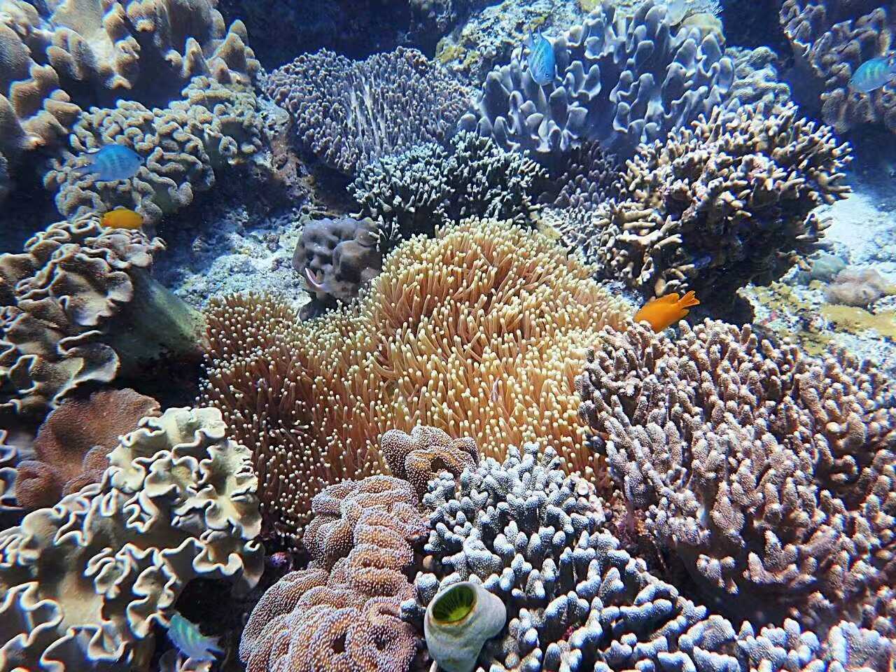 Manila/Luzon-Diving destinations: Free travel to Manila, Dumaguete, and Dauin, Philippines