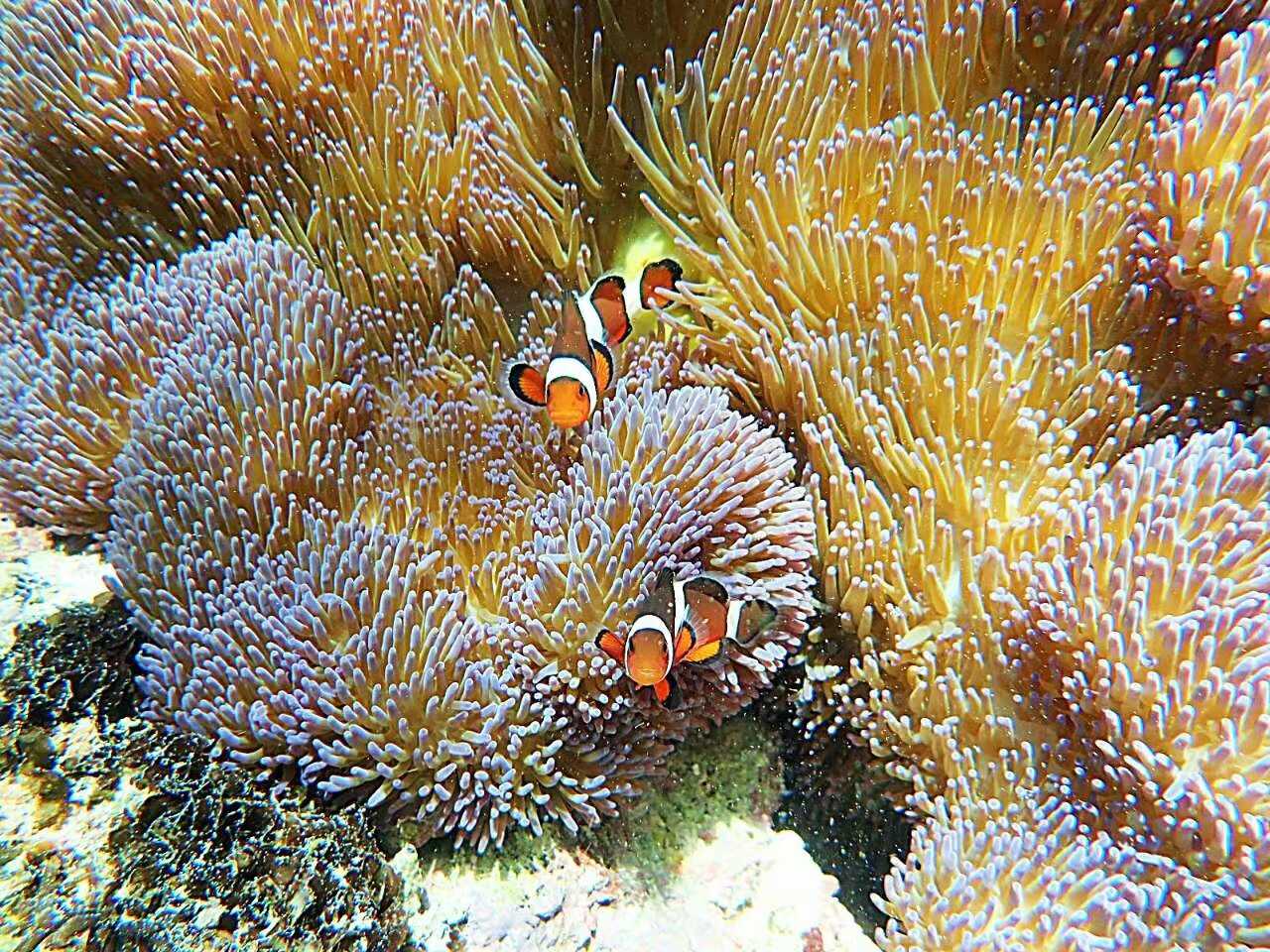 Manila/Luzon-Diving destinations: Free travel to Manila, Dumaguete, and Dauin, Philippines
