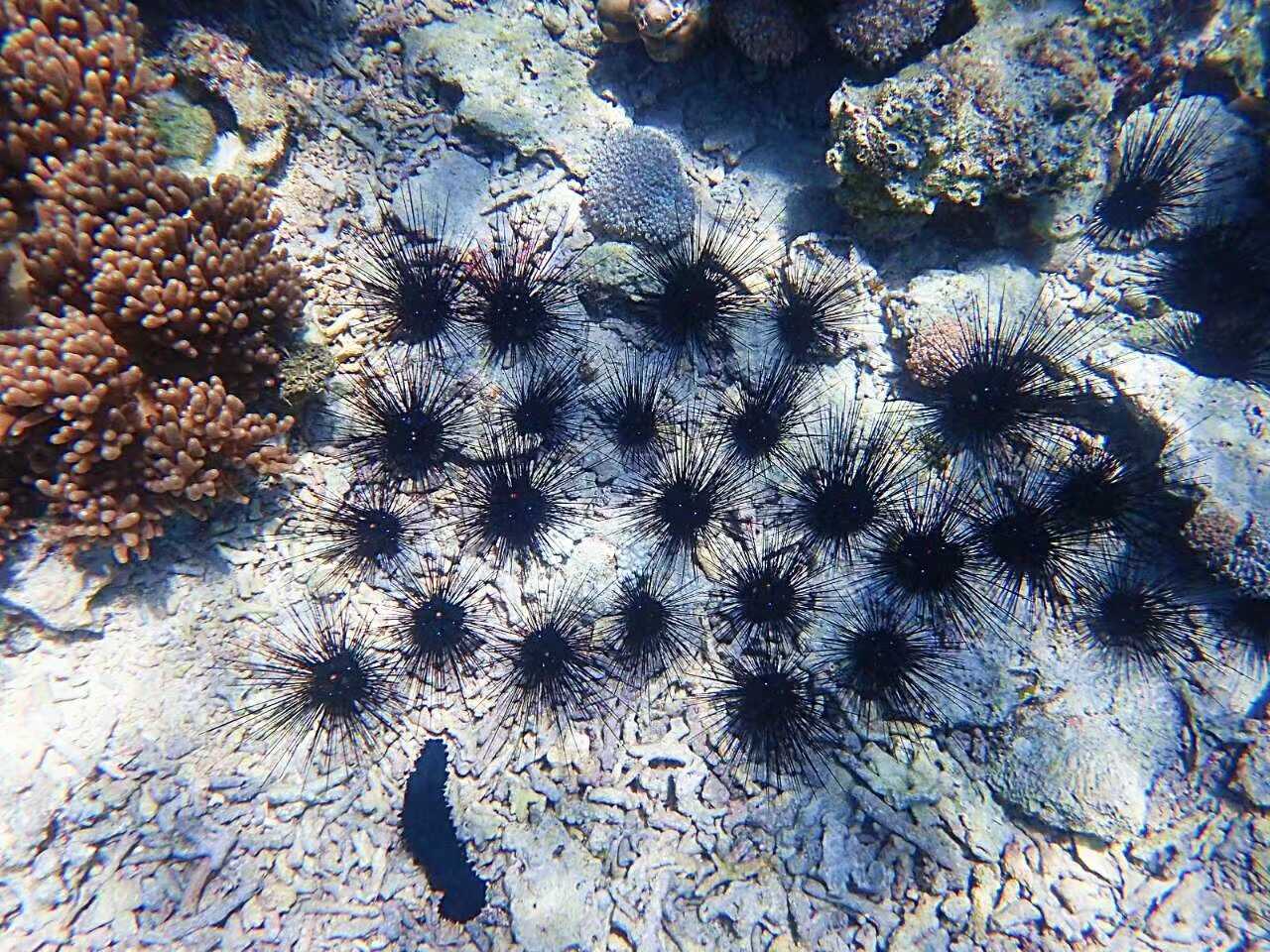 Manila/Luzon-Diving destinations: Free travel to Manila, Dumaguete, and Dauin, Philippines