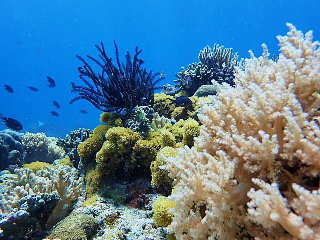 Manila/Luzon-Diving destinations: Free travel to Manila, Dumaguete, and Dauin, Philippines