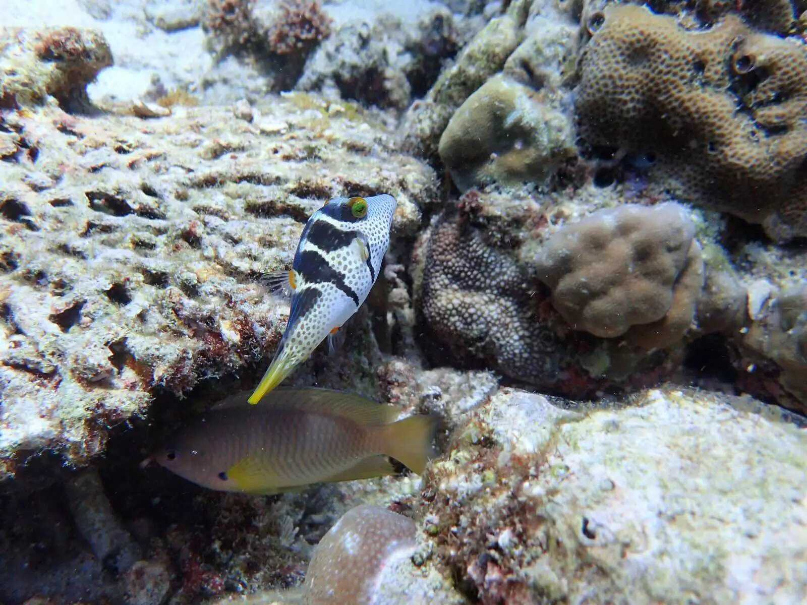 Manila/Luzon-Diving destinations: Free travel to Manila, Dumaguete, and Dauin, Philippines