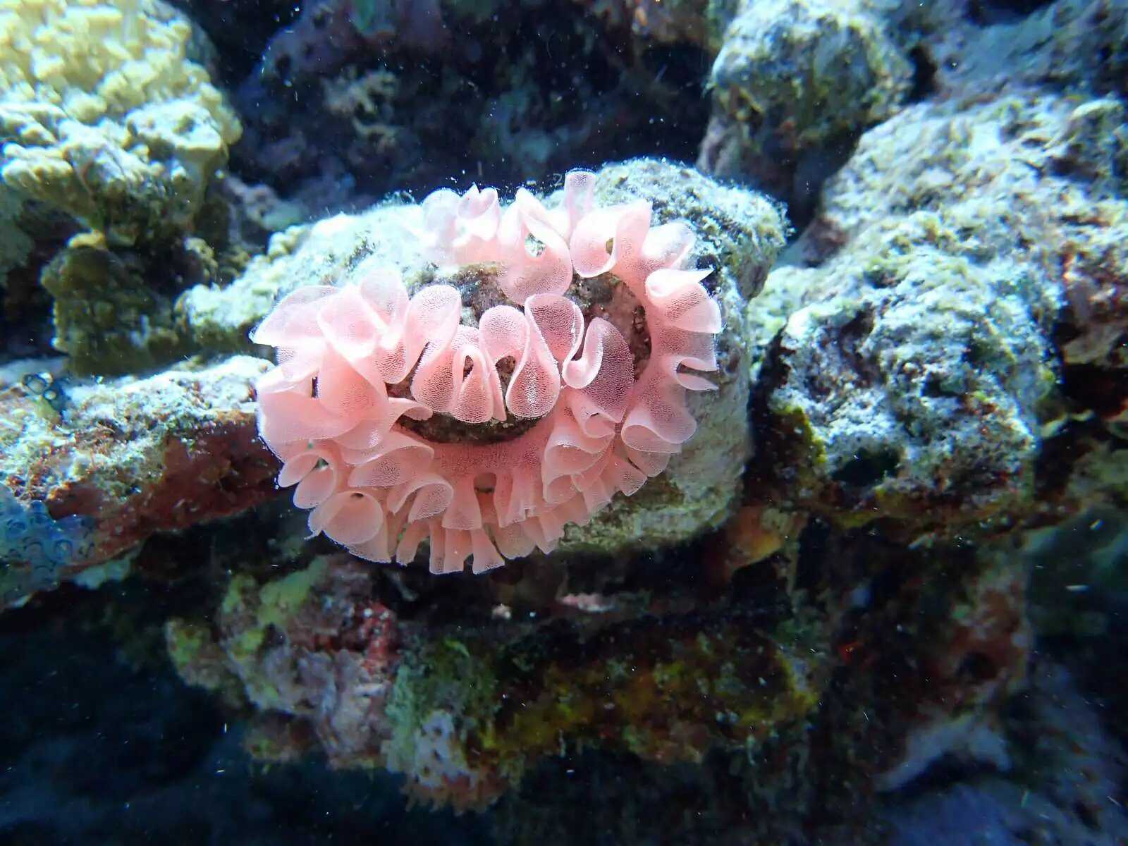 Manila/Luzon-Diving destinations: Free travel to Manila, Dumaguete, and Dauin, Philippines