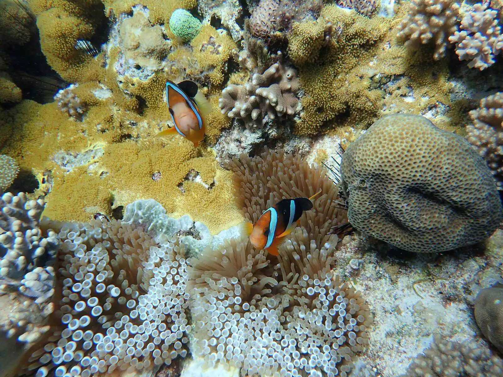 Manila/Luzon-Diving destinations: Free travel to Manila, Dumaguete, and Dauin, Philippines