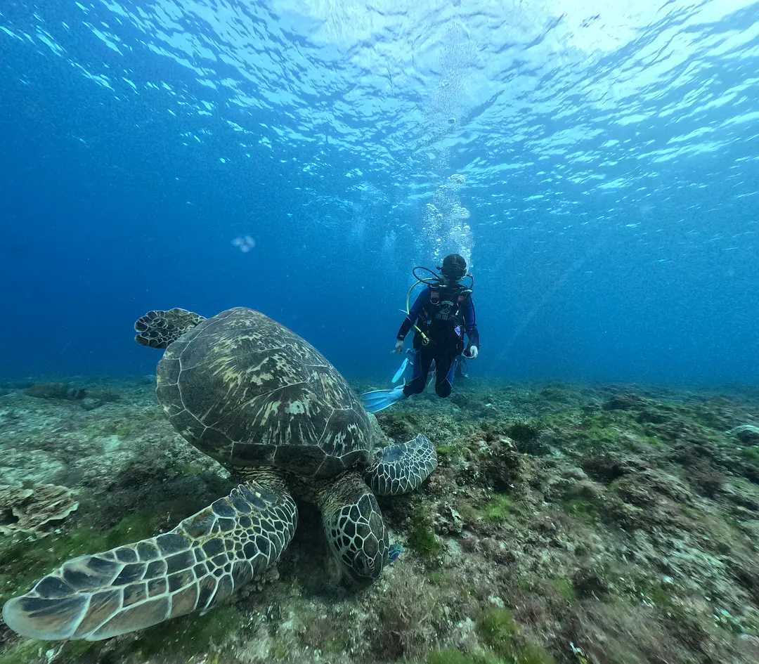 Taiwan-Formosa Boulevard, Taiwan: Eat night market food in Kaohsiung and go diving to see turtles in Small Ryukyu