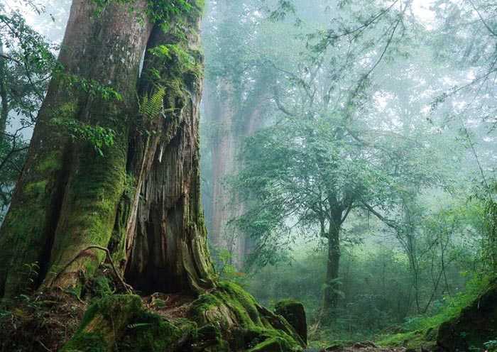 Taiwan-Taiwan Alishan Travel Guide, understand how to play in Alishan in one article!
