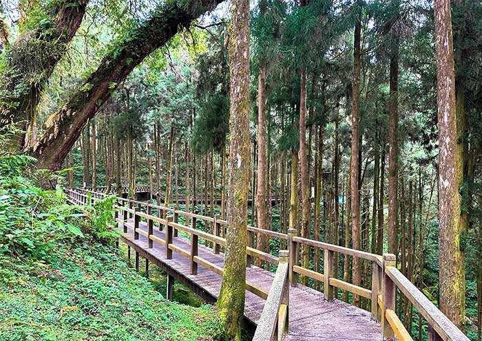 Taiwan-Taiwan Alishan Travel Guide, understand how to play in Alishan in one article!