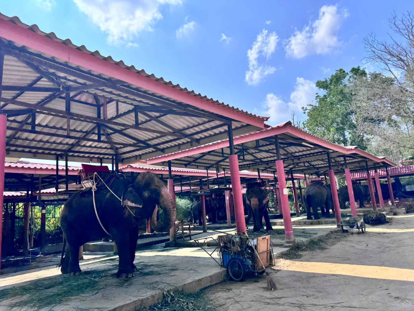 Pattaya-Thappraya Safari Pattaya Zoo: real shooting, horse riding, bungee jumping, boating, angry birds, go-kart fun
