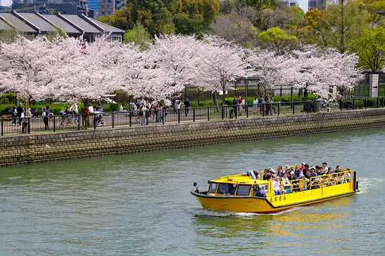 Osaka-Cherry blossom viewing season at Kema Sakuranomiya Park, Osaka, Japan