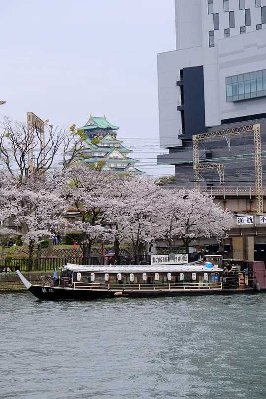 Osaka-Cherry blossom viewing season at Kema Sakuranomiya Park, Osaka, Japan