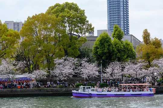 Osaka-Cherry blossom viewing season at Kema Sakuranomiya Park, Osaka, Japan