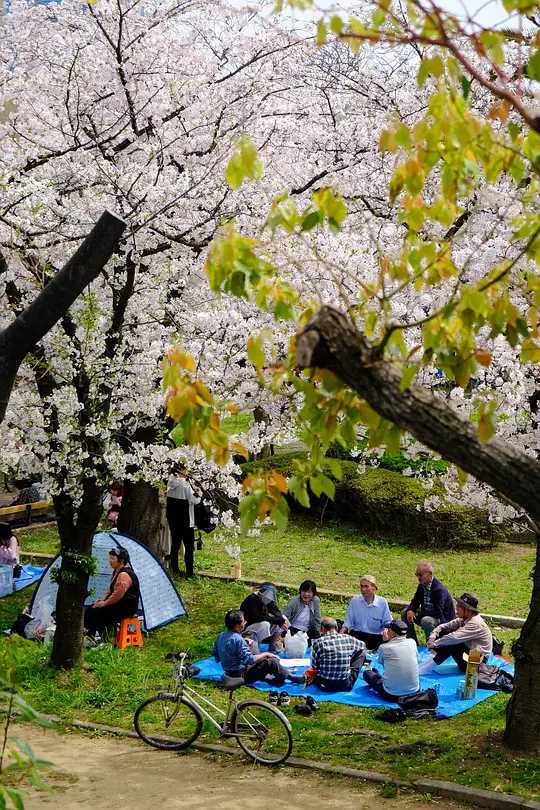 Osaka-Cherry blossom viewing season at Kema Sakuranomiya Park, Osaka, Japan